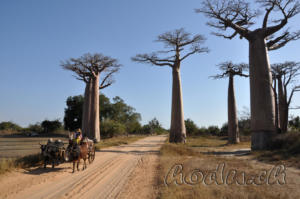 Avenue of the baobabs