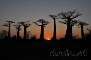 Avenue of the baobabs
